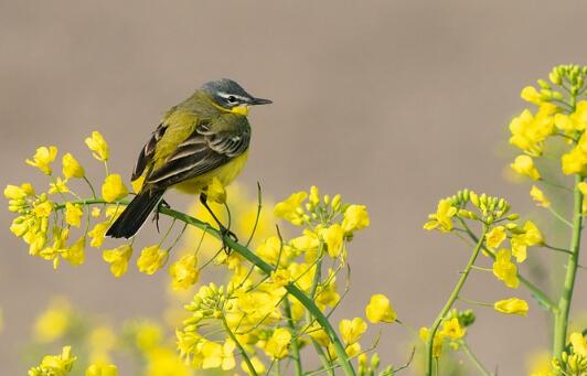 牛年女寶寶鳥語(yǔ)花香的名字大全