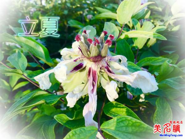 萬物生長的立夏節(jié)氣名字由來、夏季出生的寶寶起名參考